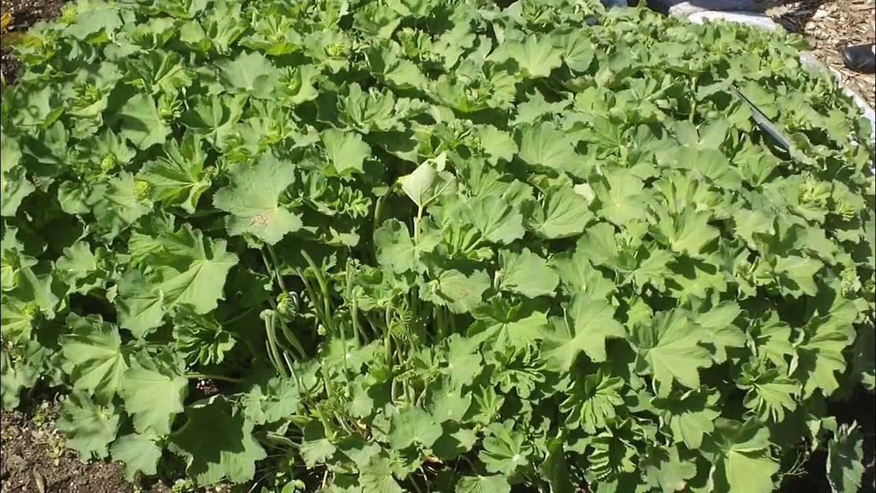 Malva rotundifolia (low mallow)