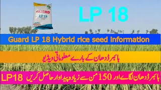 Record production of Hybrid rice seed| Guard LP18 hybrid rice seed information