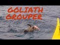 Goliath Grouper caught using "De Baras" traditional fishing