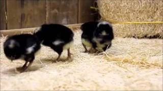 Barred Rock Chicks