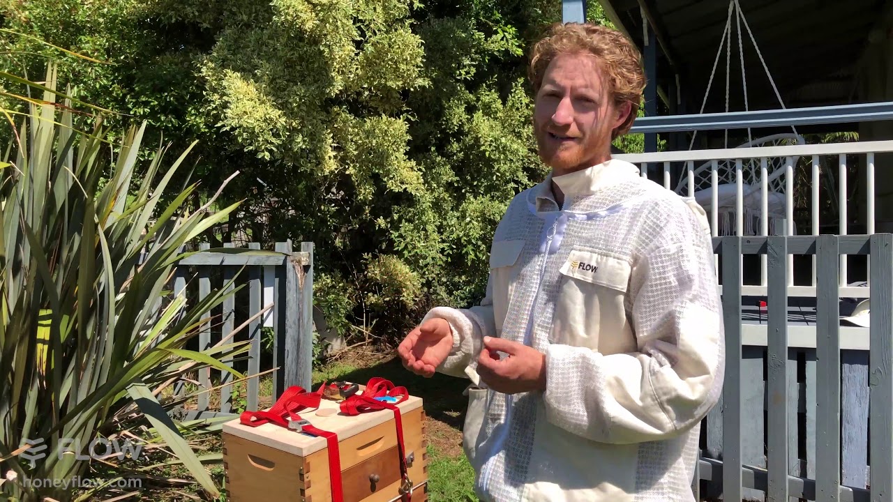 How to move a bee hive a long distance🐝 [LIVE] - YouTube