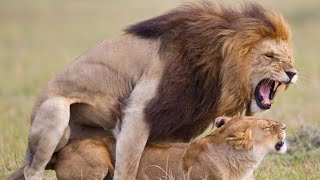 Top animal video: Animal forest lion mating|AmazonIan Wildlife_tiktok |جفت گیری شیر نر جوانتر قبیله
