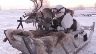 На Крайнем Севере разведчики СФ учатся использовать оленьи и собачьи упряжки