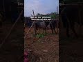 liat sapi #sapi #tranding #hewanqurban #fyp #ytshorts #happy #cow