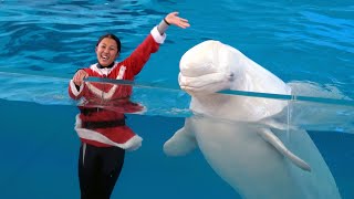Christmas Version   Yokohama Hakkeijima Sea Paradise Animal Show 【4K】