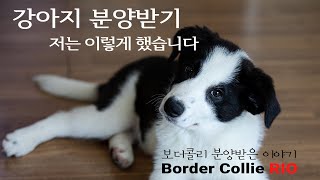 보더콜리 강아지 분양받은 이야기 Border Collie Adoption