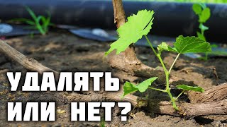 Растущие побеги от головы куста - удалять или нет? ✂️