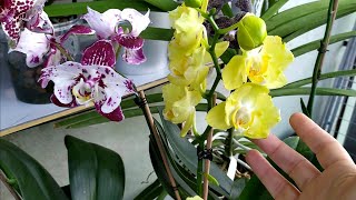 видео: Домашние цветение орхидей. Фаленопсис Бабочка Феррара, Бабочка Art Nouveau, Бабочка Дикий кот. картинка: Домашние цветение орхидей. Фаленопсис Бабочка Феррара, Бабочка Art Nouveau, Бабочка Дикий кот.