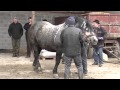 Bankovci - Licenciranje pastuha, 18.2.2013.