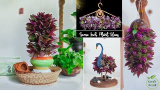 Some Inch Plants Hanging and Tabletop Ideas For Your Garden | Inch Plants Growing Ideas//GREEN DECOR
