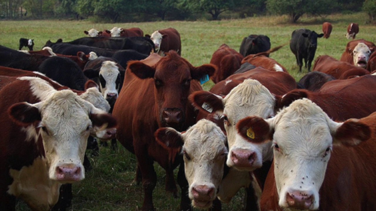 The Importance of Rotational Grazing in Cattle - AEE 311