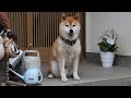 家の柴犬の様子 57