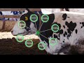 IoT Analysis of cattle activity "U-motion(R)"  -- Short version