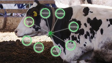 IoT Analysis of cattle activity "U-motion(R)"  -- Short version