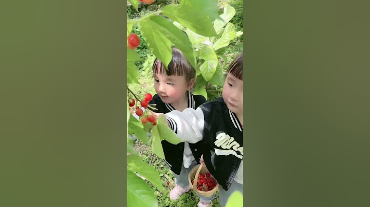 带三胞胎摘樱桃的一天😁 #家有萌娃 #三胞胎vlog #爸爸帶娃記  #lovelybaby  #lovelygirl