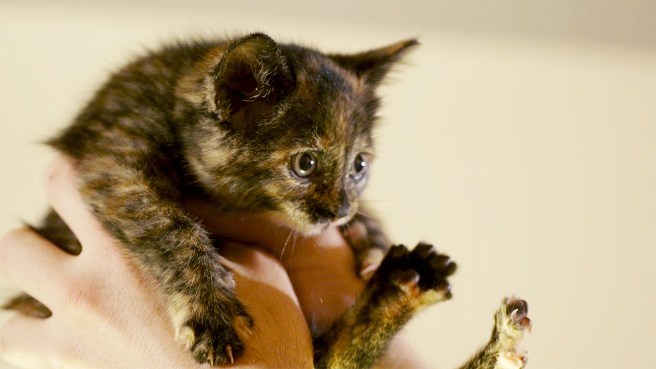 web series auditions There Are Kittens Everywhere - Get Ready For Kitten Season