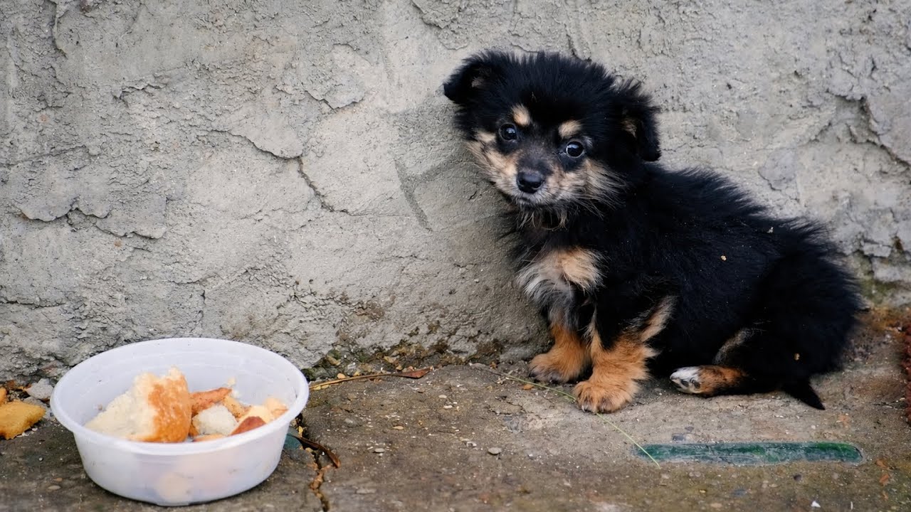 When She Finally Got Adopted — You Have to See Her Reaction 😭