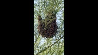 Surprise Bee Hive