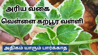 வெள்ளை கற்பூரவள்ளி மருத்துவ குணங்கள் //Rare white karpooravalli uses in tamil