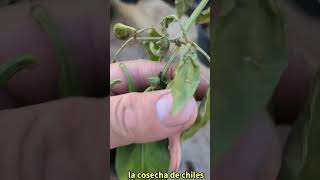 la cosecha de chiles antes que los queme el frio