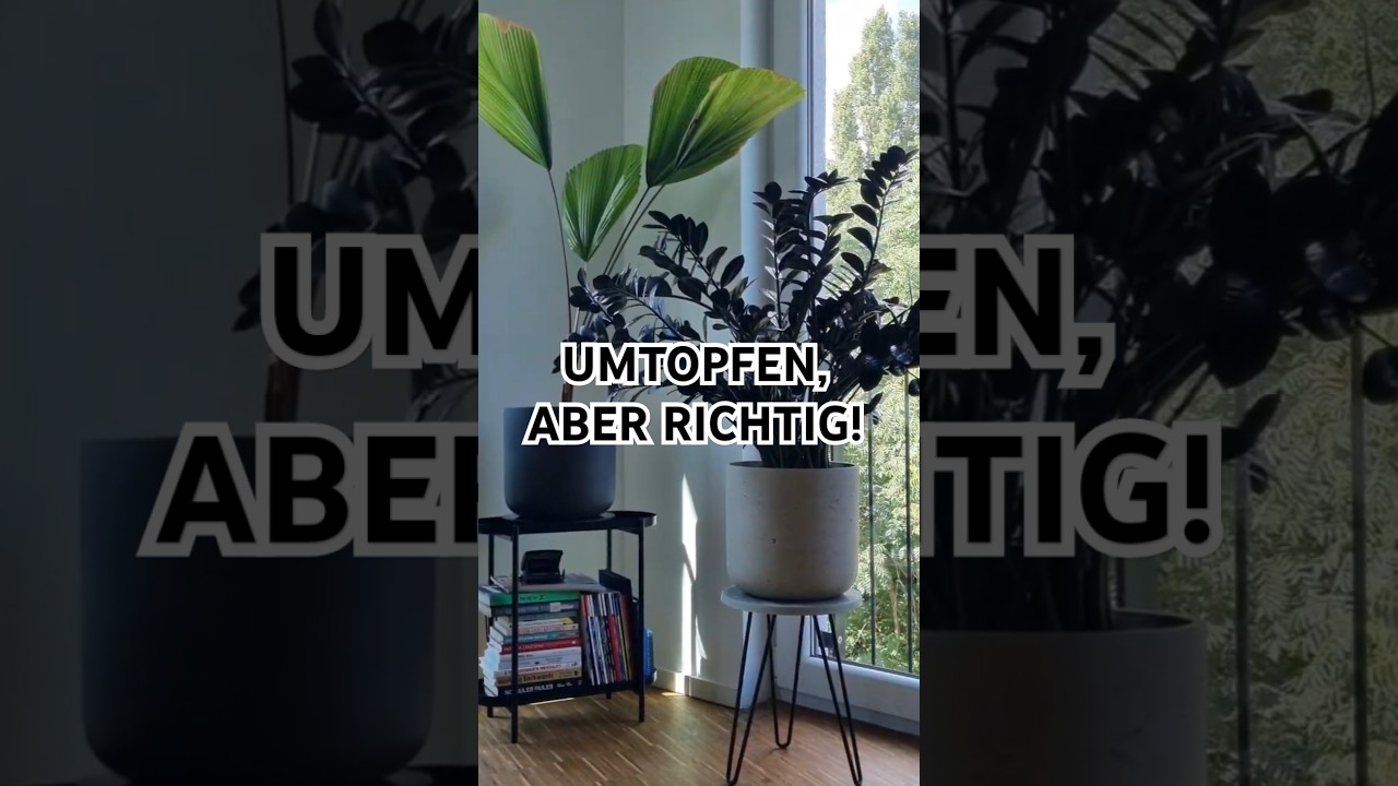 Umtopfen, aber richtig! #plants #diy #home #homedecor #plantlover - YouTube