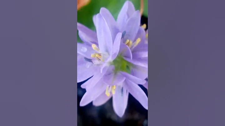 影如仙女舞姿曼妙，雖出污淤泥而不染，心如明鏡晶瑩剔透，嘆花開花落自有時 - 天天要聞