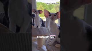 The Mesmerizing Look of Oriental Shorthair Cats