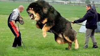 هذا هو اخطر كلب في العالم..اخطر من الاسد !! This is the most dangerous dog in the world ...