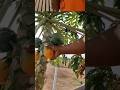 Ghar ka Papita tora 😲 #shorts #minivlog