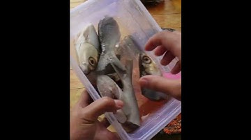 Thumbnail of BOTOK IKAN BANDENG ENAK SEGER dan BERKUAH #PEPESBANDENG