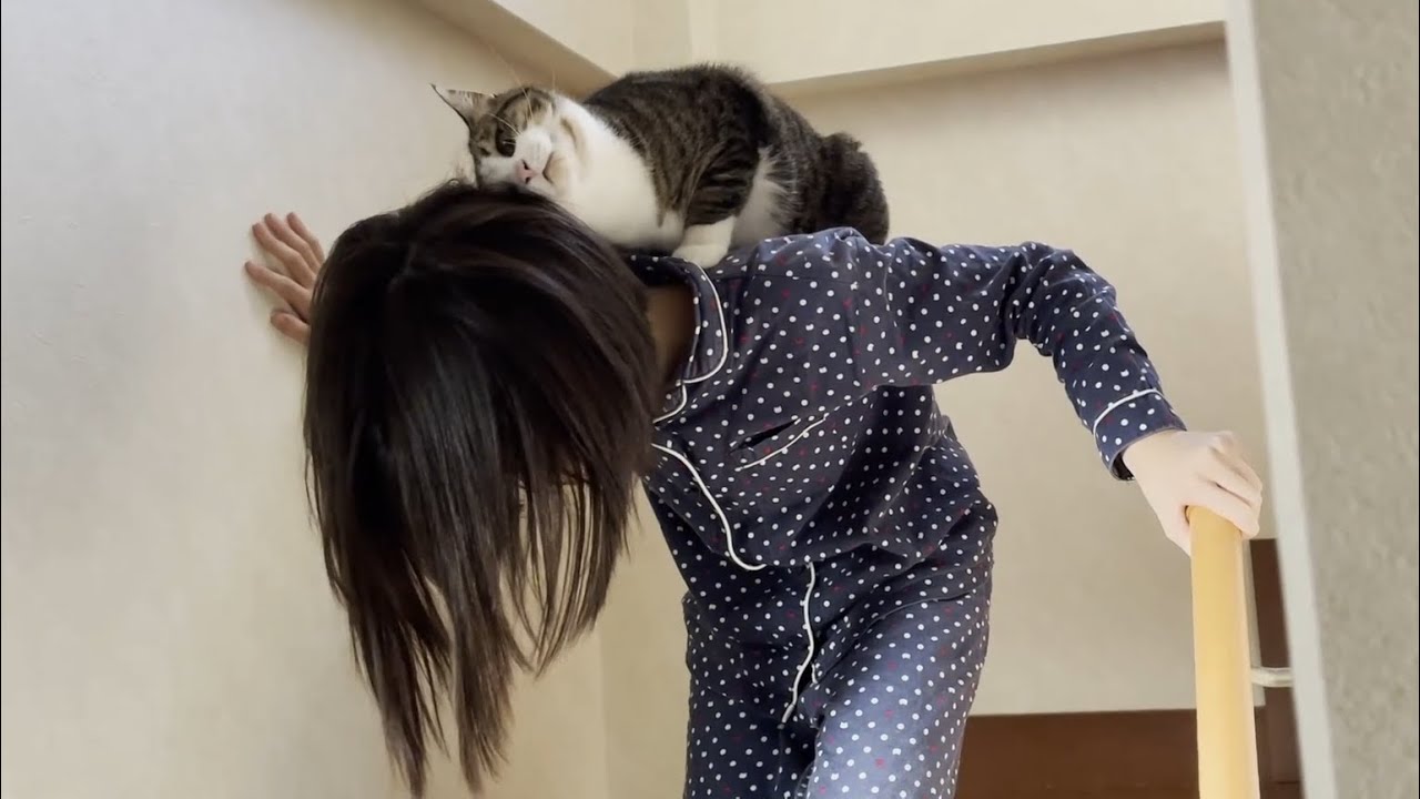 The Cat Loves My Daughter And Gets On Her Back Youtube