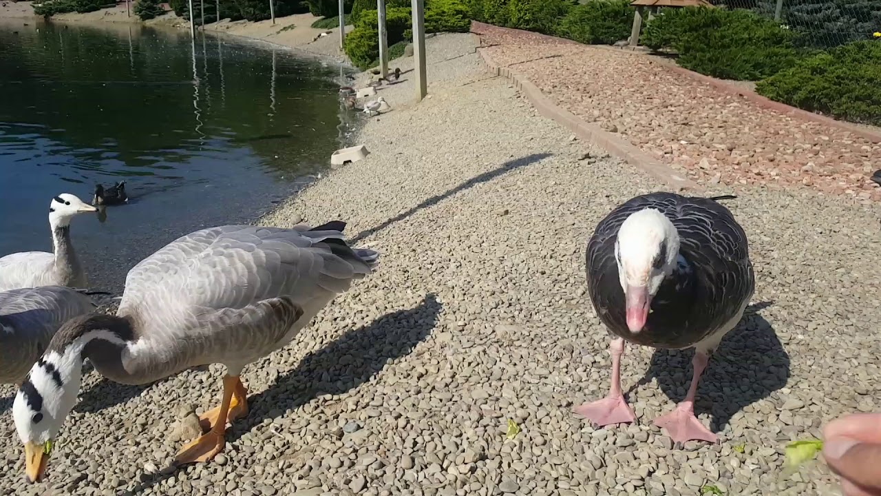 Gooseneck Hills Waterfowl Sanctuary YouTube