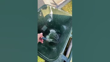 STINKY Garbage Bin?! Try this. #homeowner #handyman #shorts