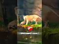 THIS LIONESS ALMOST LOST HER BABY... 🦁💔 #animals #viralshorts #shorts