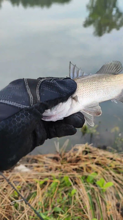 boci boci extraordinary ferocity #fishing #cheerfulfishing #fish #mancingmantap #fish #fyp #fyp v...