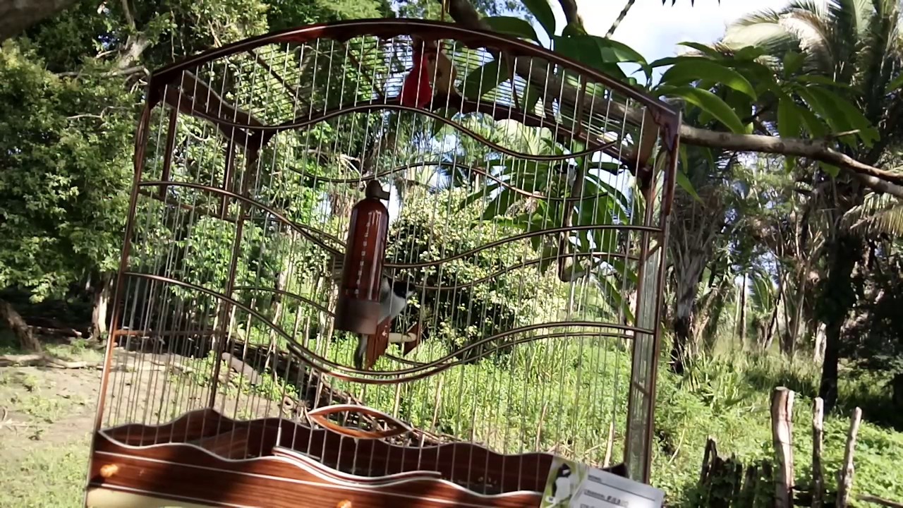 Bigode Meu xodo x torneiro part2