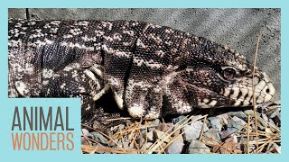 Meet and Greet Tali the Tegu