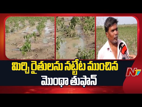 Guntur District: భారీ వర్షాల వల్ల పూర్తిగా దెబ్బతిన్న మిర్చి పంట| Cyclone Montha Hits Chilli farmers - NTVTELUGU