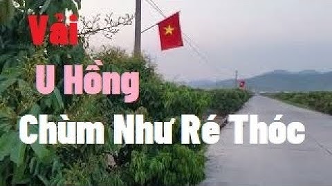 Vải U Hồng Sai Như Ré Thóc, Vải Thiều Lục Ngạn I Nui Doi Luc Ngan 98