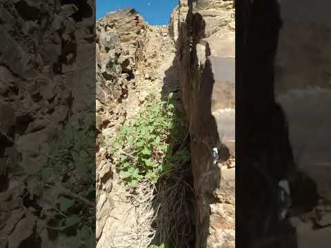 گل ارونه ۱ کوهسار اشتنگدره روستای نوزاد بیرجند دکتر محمد محسن حمیدی
