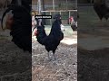 Our Many Roosters Crowing Compilation (Different Breeds) #shorts