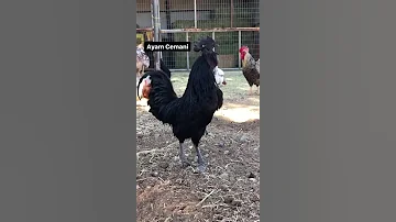 Our Many Roosters Crowing Compilation Different Breeds Shorts 