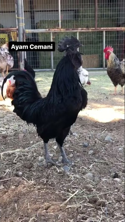 Our Many Roosters Crowing Compilation (Different Breeds) #shorts