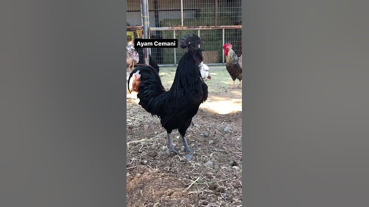 Our Many Roosters Crowing Compilation (Different Breeds) #shorts