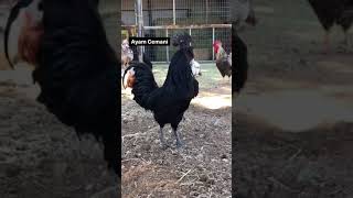 Our Many Roosters Crowing Compilation (Different Breeds) #shorts Resimi