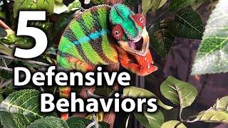 Celebrity 5 Signs of a defensive chameleon Profile