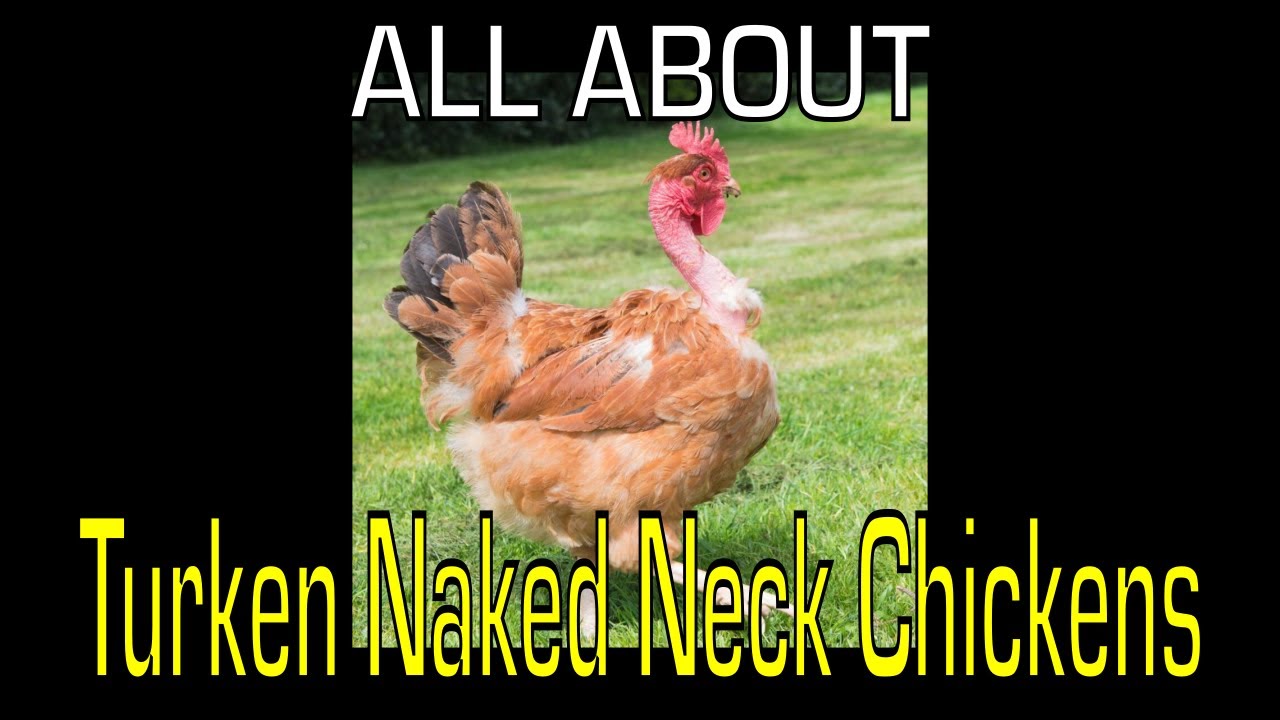 Turken Naked Neck Chicken Information YouTube