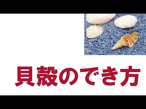 貝殻はどうやってできる Youtube 貝殻はどうやってできる Youtube