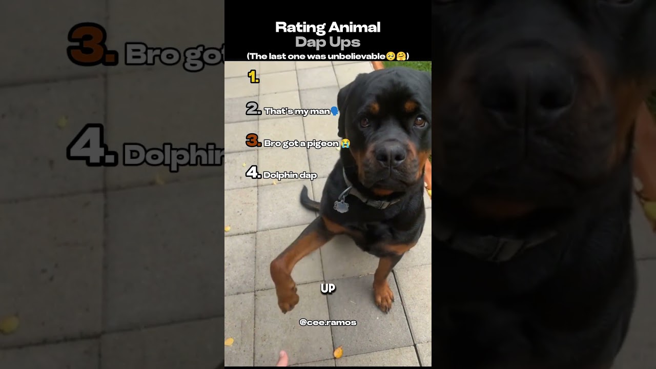 Rating Animal Dap Ups