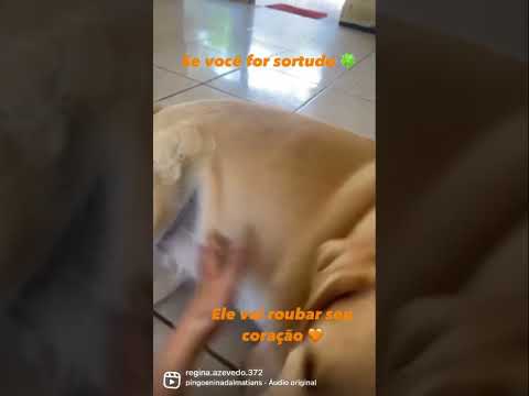 Vídeo: Cachorro sortudo